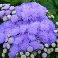 purple ageratum plant