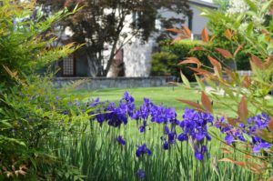 group of purple flowers with a yard in the background