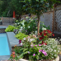 Potted plants next to a swimming pool