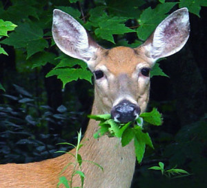 Deer looking towards camera while eating leaves