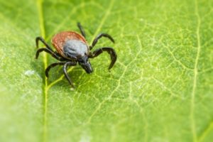 Tick sitting on top of a leaf close up