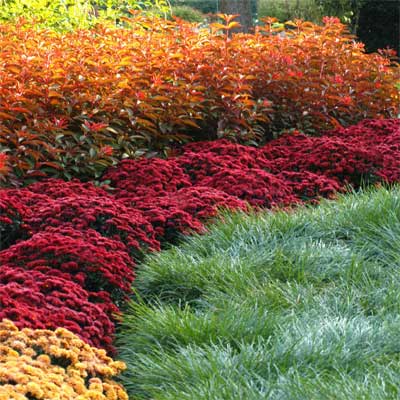 Fall colors in red orange and yellow flowers