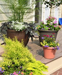 Potted plants on a deck