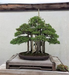 bonzai tree