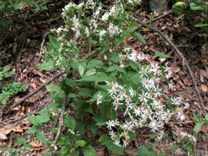 White Wood Aster in a forest
