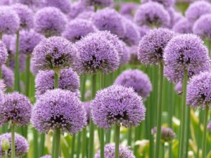 Guide to planting spring bulbs