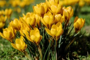 Guide to planting spring bulbs