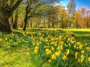 Guide to planting spring bulbs