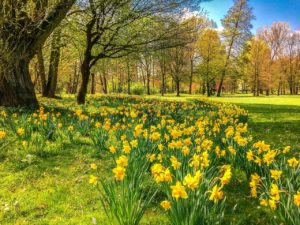 Daffodils