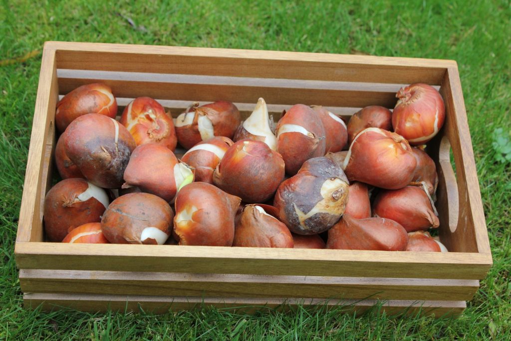 Guide to Planting Spring Bulbs