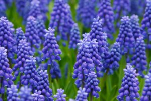 Hyacinths