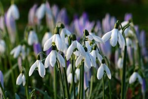 Guide to planting spring bulbs