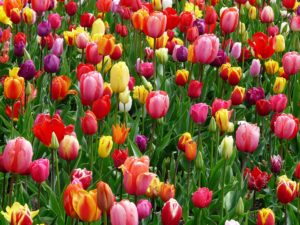 Guide to planting spring bulbsTulips