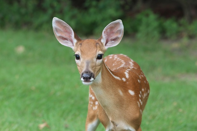 Deer with forest in background