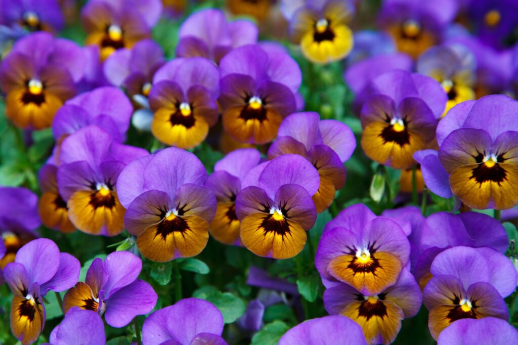 Garden filled with purple pansy flowers