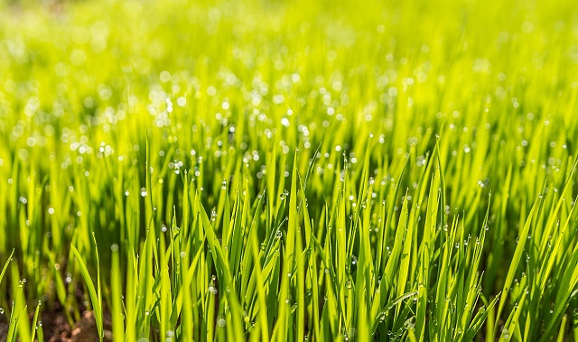 close up of green grass