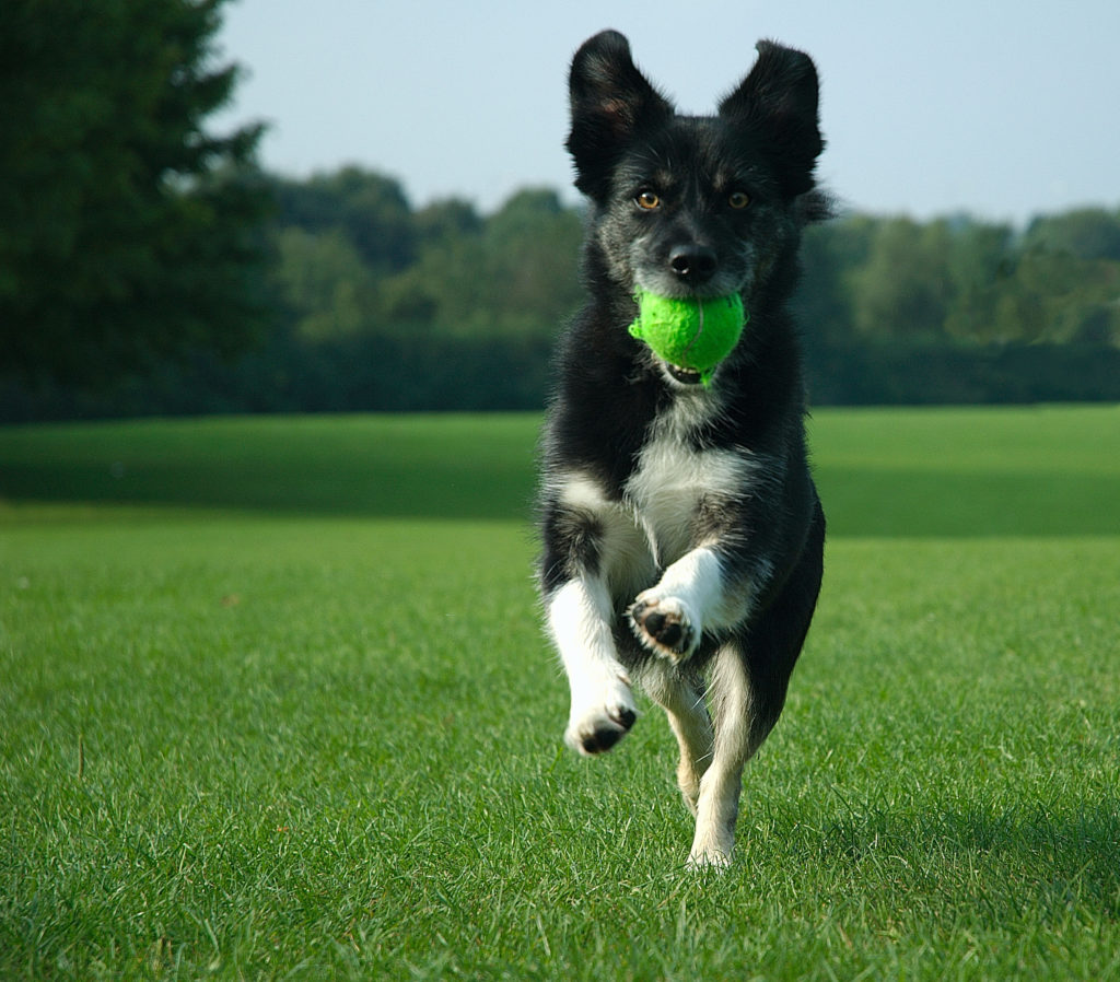 dog running with tennis ball in mouth