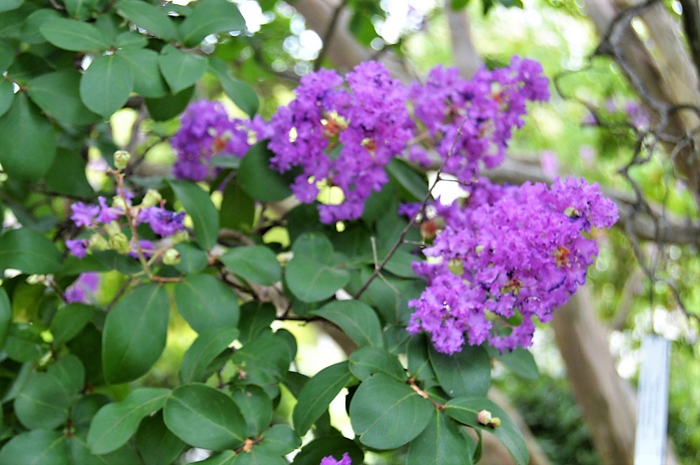 Lagerstroemia indica Powhatan