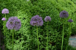 Ornamental Onion