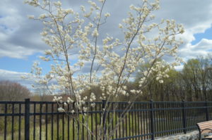 Amelancier canadensis next to a steel fence