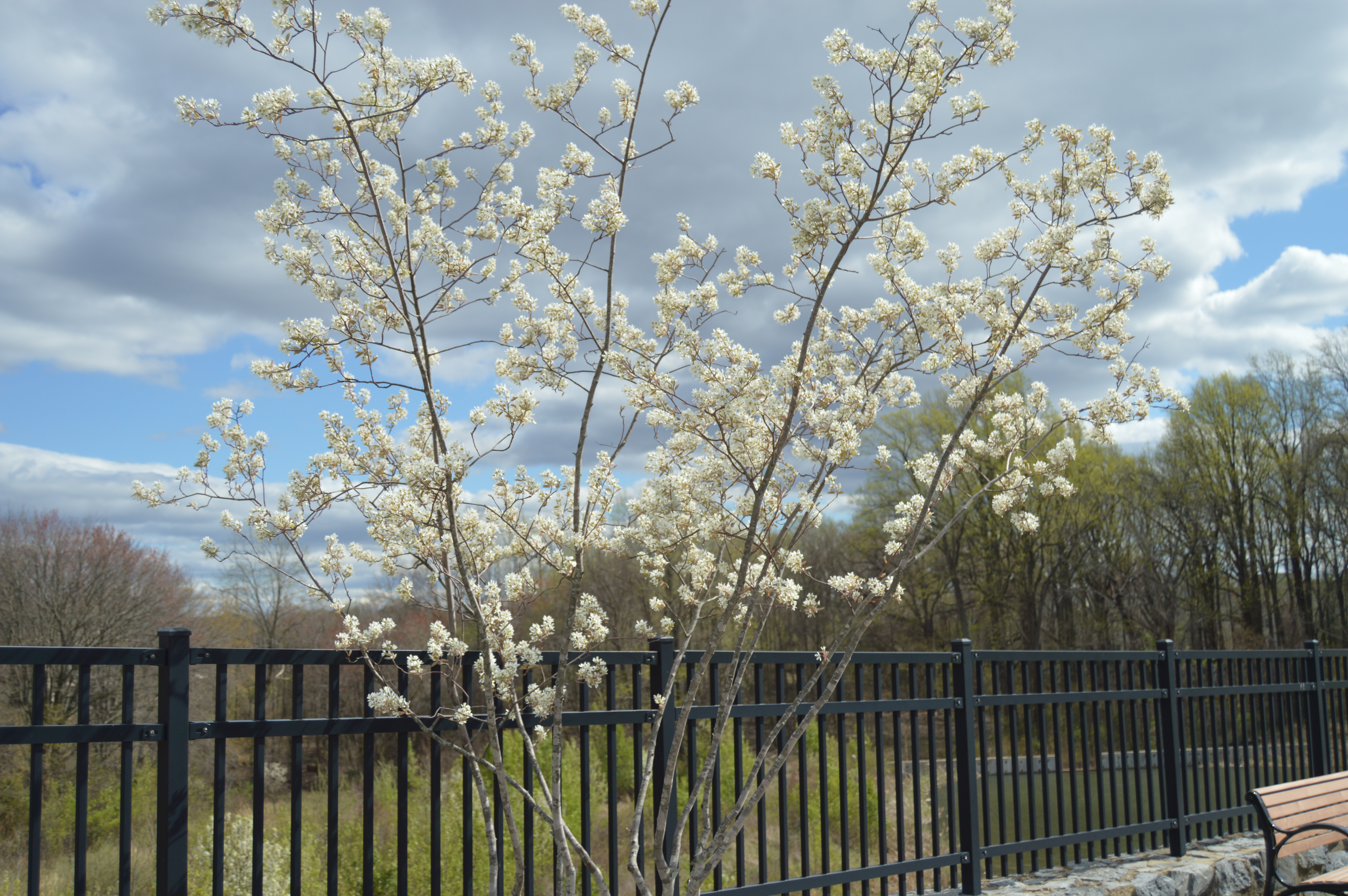 Native Plants For Maryland Gardens Allentuck Landscapes