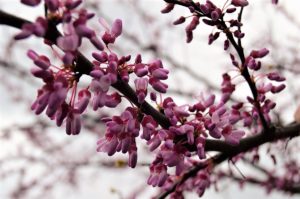 Redbud tree