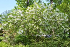 Fringe Tree flowers