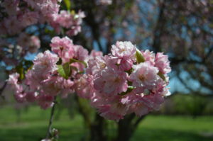 Kwanzan Cherry