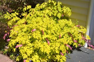 Bleeding Heart Bush