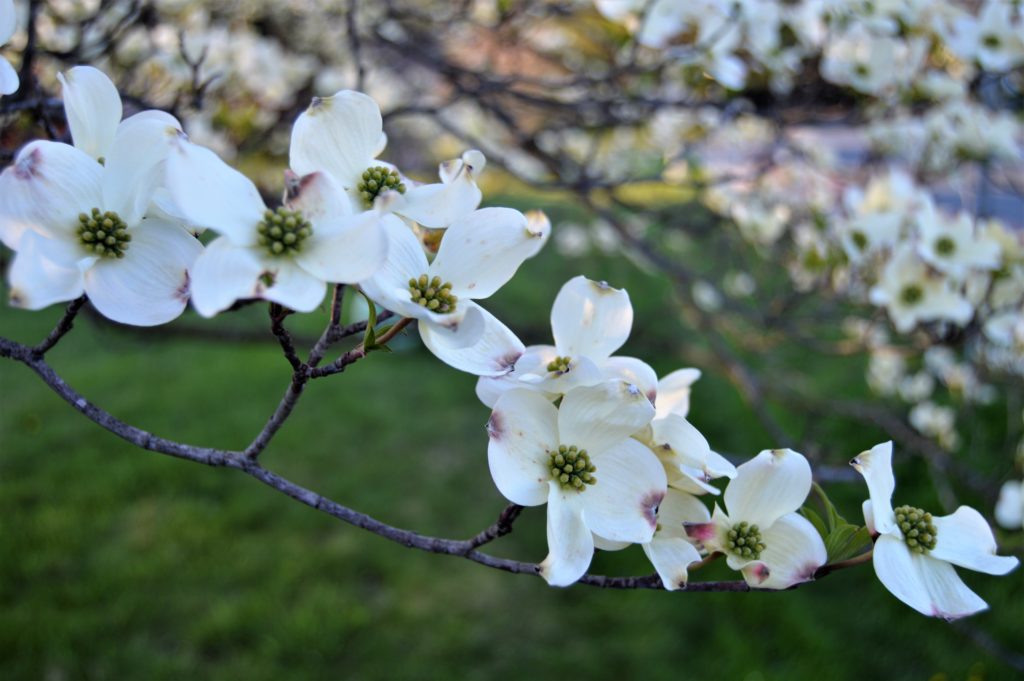 American Dogwood flowers