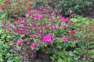 Azalea bushes