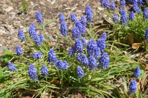 Grape Hyacinth