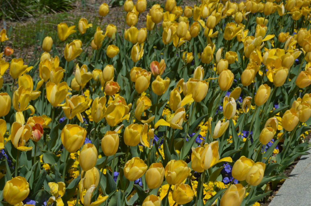 Yellow Tulip field