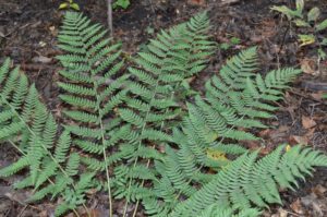 Dryopteris marginalis