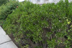 Ilex glabra bush