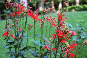 Lobelia cardinalis