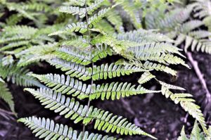 Osmundastrum cinnamomeum fern