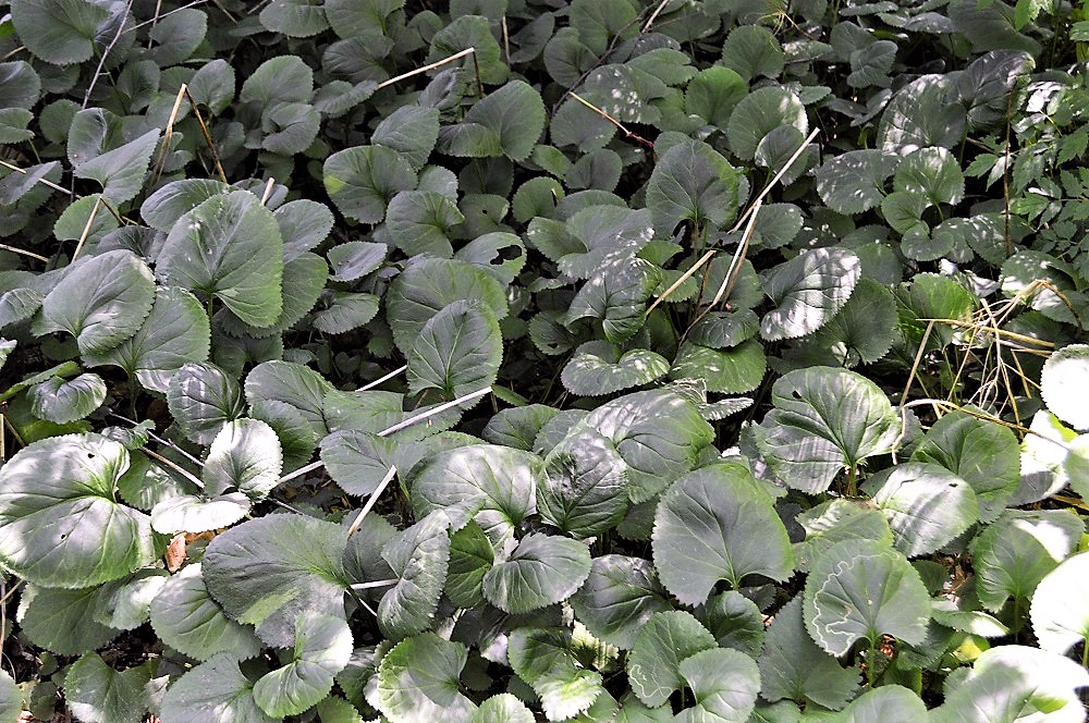 Native Plants For Maryland Gardens Allentuck Landscaping