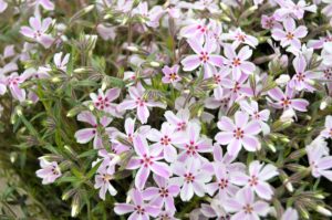 Creeping Phlox flower bed