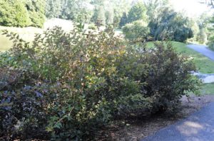 Physocarpis opulifolius shrub