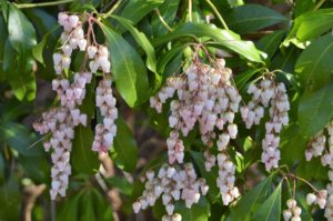 Pieris blossoms