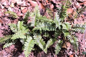 Polystichum acrostichoides fern