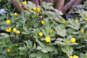 Celandine Poppy flowers