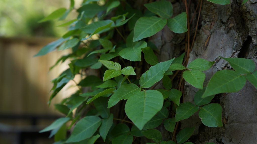 Vine climbing trees