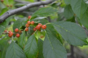 Ilex verticillata plants