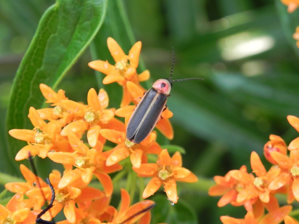 Firefly on a orange flowering plant