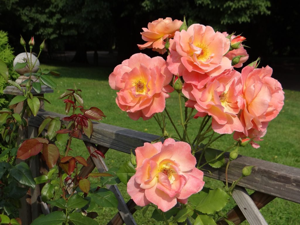 Roses growing allong trellis