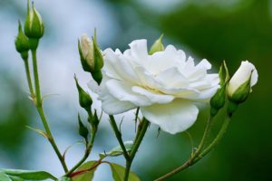 Rose Pruning