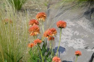 Coneflowers