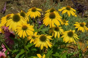 Coneflowers